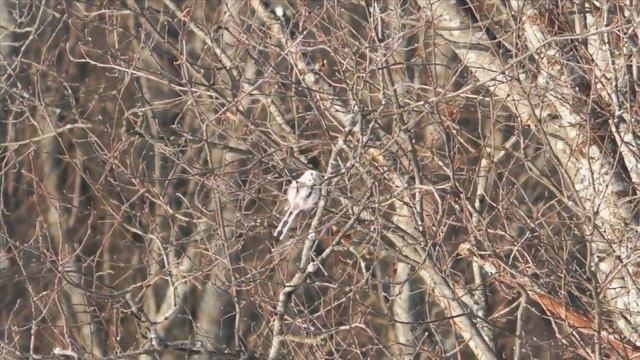 Видеозарисовка Птицы зимой Birds in winter