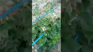 Малина Таруса 18.06.2020 г