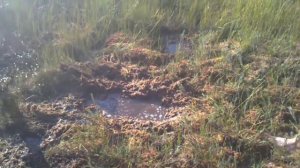 Парни ныряют в болото