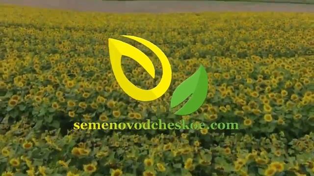 Участки гибридизации. Красивая Украина. смотреть онлайн