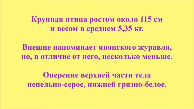 Мир животных. Черношейный журавль смотреть онлайн