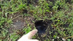 КАК ИЗБАВИТЬСЯ ОТ КРОТА НАВЕЧНО В ОГОРОДЕ.