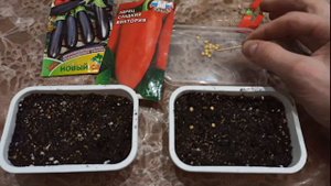 Простая и удобная посадка перца и баклажан на рассаду