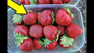 Всегда выращивайте эту позднеспелую клубнику! Лучшие сорта клубники!