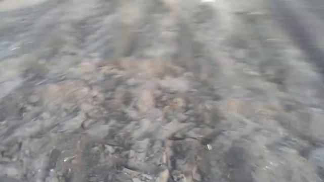 Сеем подсолнух