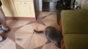 Кане-корсо и кошка. Жизнь в одной квартире.