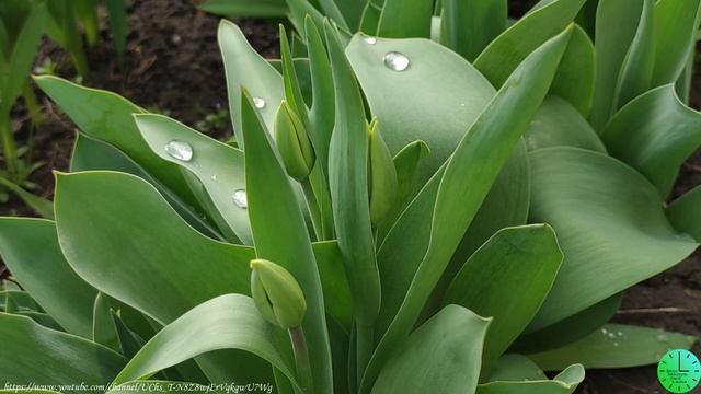 Нежное пение пение птиц после дождя/Звуки природы/Birdsong/Sounds of nature/Relax