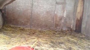 Вес кроликов в 2 месяца и 45 дней.