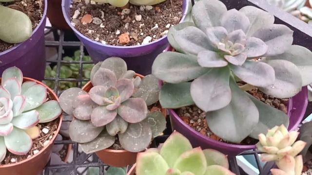 Sukulent Kargoları Kimlere Gidiyor? смотреть онлайн