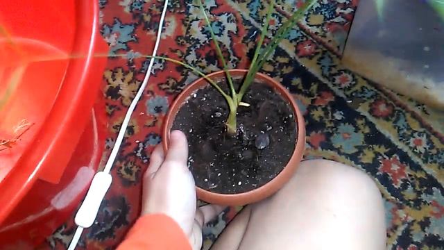 Первое видео!!! Богомол, улитки тараканы!!! реакция. смотреть онлайн