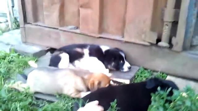 Щенки даром Железногорск смотреть онлайн