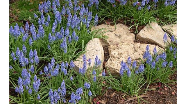 Первые весенние цветы на даче.Весенний декор. смотреть онлайн