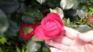 Ошеломляющая роза золотой фонд! Traviata, Травиата роза Меяна, 1998 г ч/г! Идеальная роза для сада!