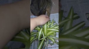 СКОЛЬКО МОЖНО ИХ ЕСТЬ. ХЛОРОФИТУМ. ЛЕРУА МЕРЛЕН. ПЕРЕСАДКА.