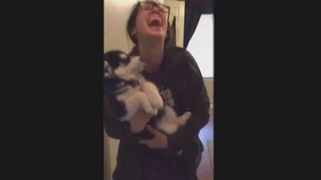 Щенок Хаски разговаривает смешно! смотреть онлайн