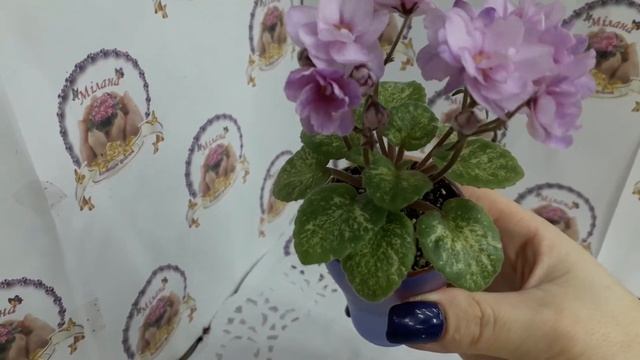 Огляд напівмініатюрного сорту фіалки Trinket Terrific смотреть онлайн