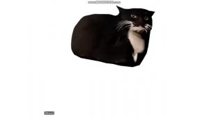 максвел кот.