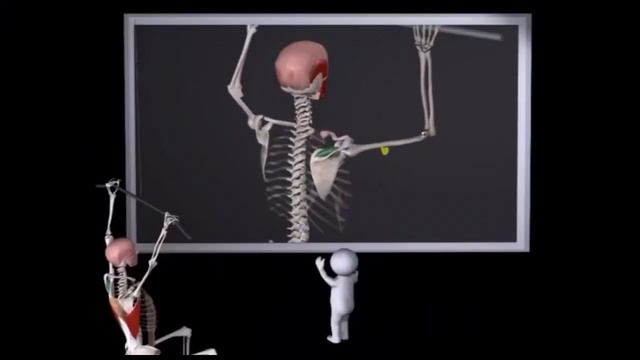 СПИНА. 5 БАЗОВЫХ УПРАЖНЕНИЙ! ЧАСТЫЕ ОШИБКИ В ТЕХНИКЕ ВЫПОЛНЕНИЯ