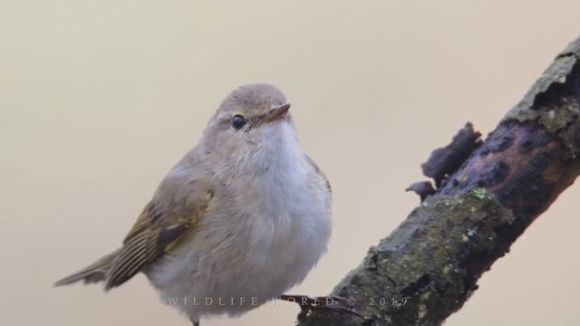 Потрясающее пение птиц. Часть 1