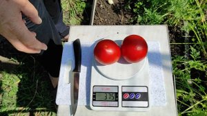 Томат Вексель урожайный и вкусный гибрид.