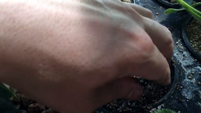 ВЫСАДКА УСОВ КЛУБНИКИ В ГИДРОПОНИКУ - Размножение усов клубники смотреть онлайн