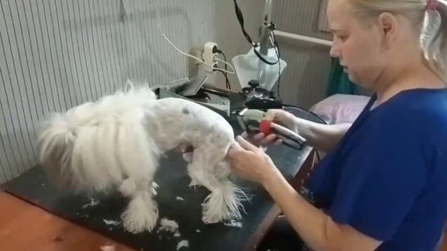 Маленький Принц Эльфик! Модельная Стрижка Китайской Хохлатой Пуховой Собаки смотреть онлайн