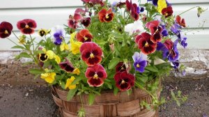 Украшение дачного участка: анютины глазки в горшках