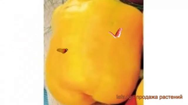 Перец сладкий Желтый колокол (zheltyy kolokol) ? обзор: как сажать, семена перца Желтый колокол смотреть онлайн