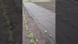 Как мульчировать грядки на огороде