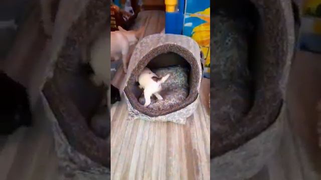 Будни наших чихуахуа Влог красивых чихуахуа, Симферополь, Крым, Питомник чихуахуа Кастропуло,Kastro