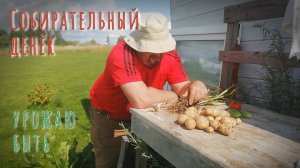 28.07.2024 Собирательный денёк. Урожаю быть.