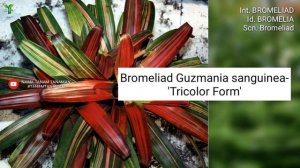 BROMELIA PART 14 | GUZMANIA #4 (Bromeliad) VARIETIES | Plant id | Tanaman Hias | Nanas-nanasan