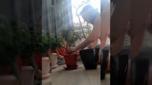 Пересадка цветов