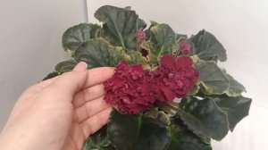 ЕК-Львиное Сердце. Жгучий сорт. Но есть одно но).