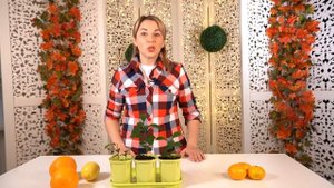 Что можно вырастить на подоконнике поздней осенью или зимой?