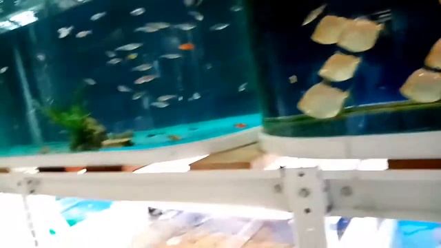 Эстетика рыба. смотреть онлайн