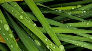 ЧТО ТАКОЕ ТРАВА.