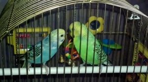 Волнистые попугаи Кешка с Глашкой воркуют