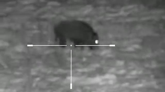 Охота на кабана ночью смотреть онлайн