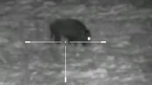 Охота на кабана ночью