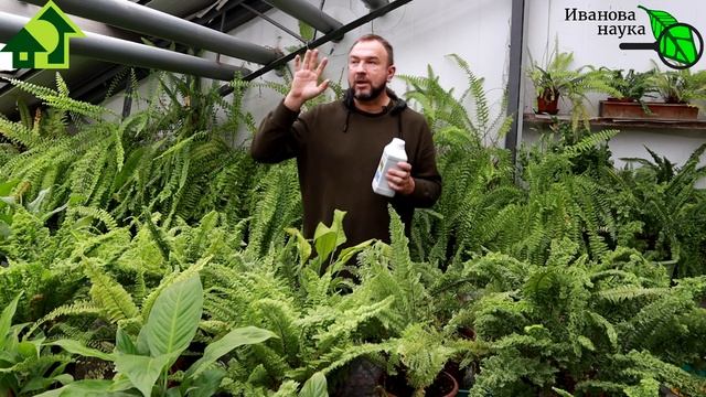 1 ЛОЖКА НА ВЕДРО ВОДЫ - И ВСЯ РАССАДА В ПОЛНОМ ПОРЯДКЕ! Уникальный способ подкормки ВСЕХ растений! смотреть онлайн