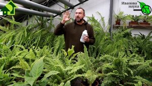 1 ЛОЖКА НА ВЕДРО ВОДЫ - И ВСЯ РАССАДА В ПОЛНОМ ПОРЯДКЕ! Уникальный способ подкормки ВСЕХ растений!