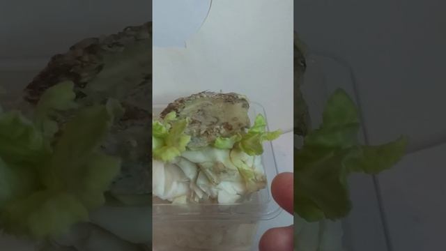 Что вырастит из кочерыжки от капусты.⁉️ смотреть онлайн