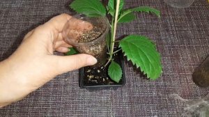 Как укоренить гортензию зелёным черенком