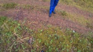 OPEL FRONTERA в болоте / OFFROAD