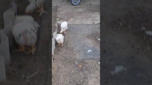 бройлеры не набирают вес