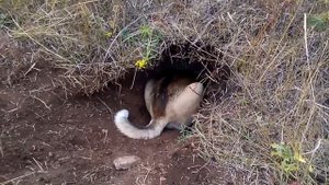 Помесь русской гончей и лайки#1.