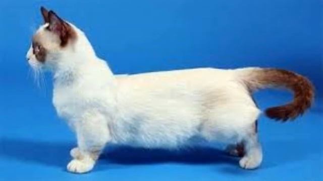 5 НЕОБЫЧНЫХ ПОРОД КОШЕК