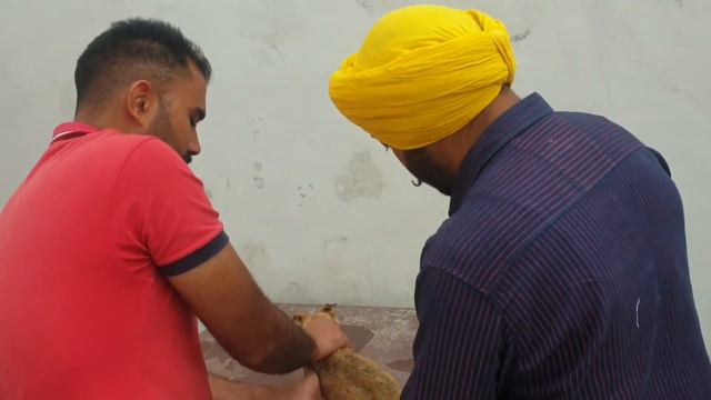 dog di kiti help shi hojwa hun rab da jee #pendulife #like #mind #helpfulli #doctor #bhangu #dog смотреть онлайн
