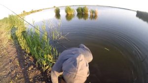 Ловля судака (станица Новониколаевская, Краснодарский край )